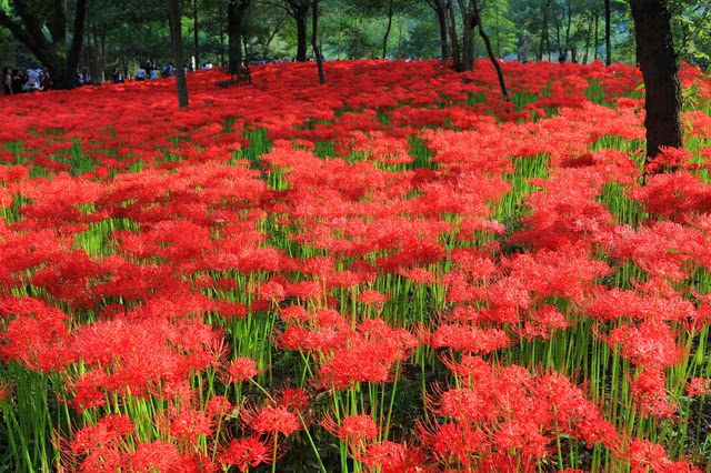 日本最美的曼珠沙華（彼岸花）景點！500萬株齊放的巾着田