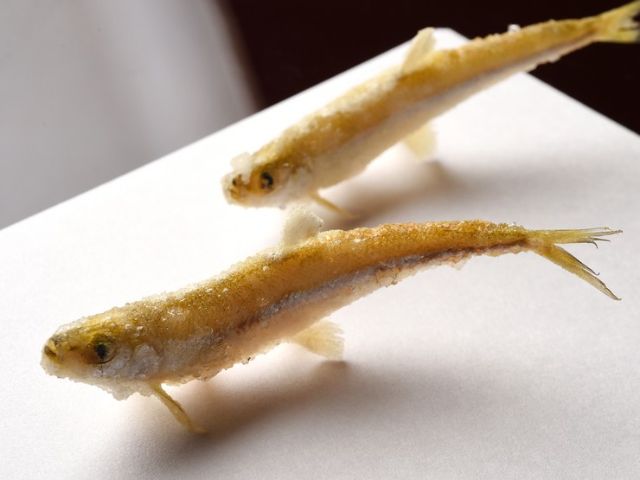 삼대에 걸쳐 전해 내려오는 덴푸라의 기술을 남김없이 맛보다